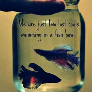 Meet your Posher, Alicia